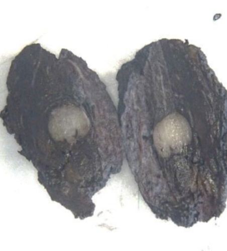Description of the image